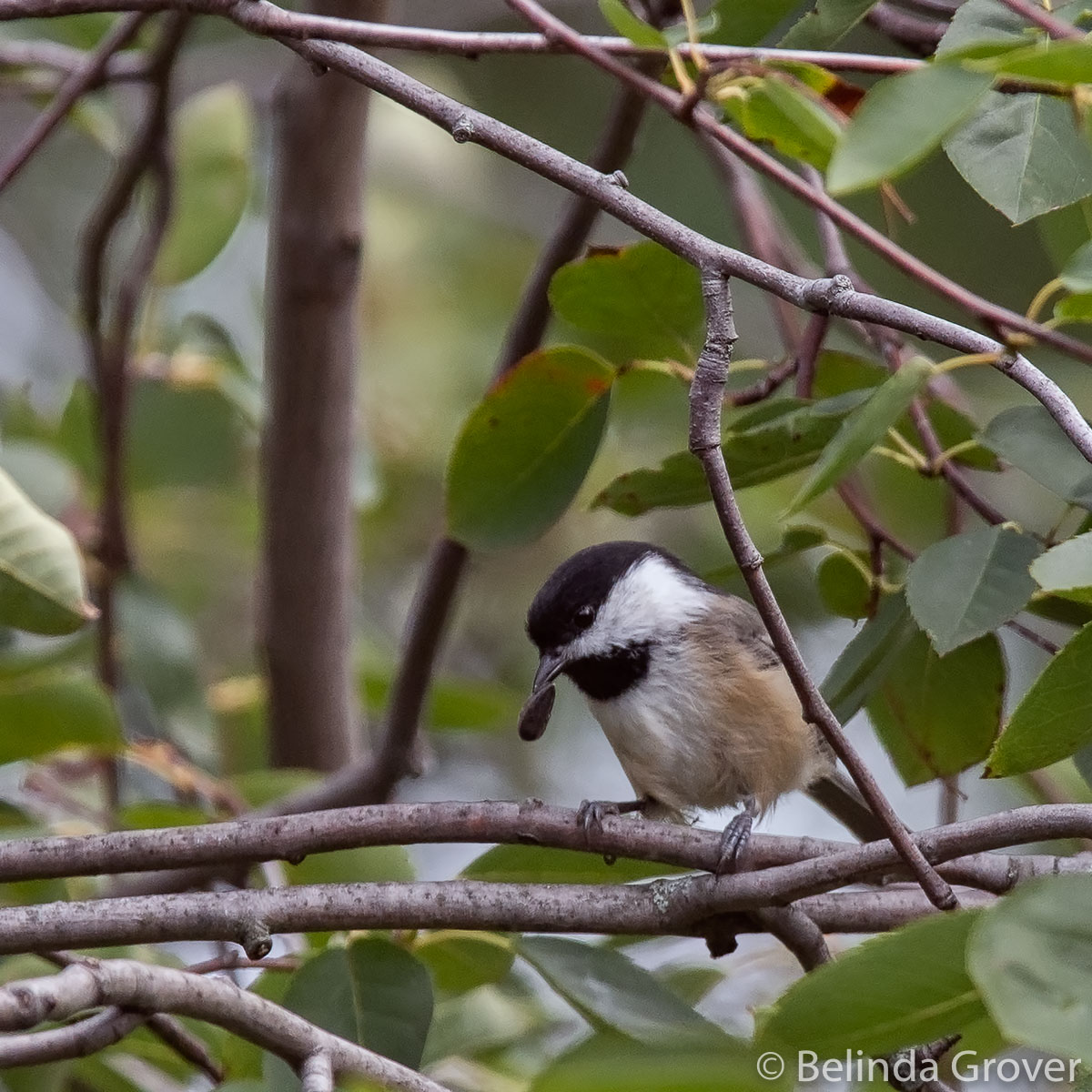 Black-capped Chickadee