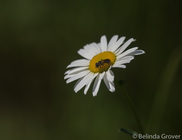 Daisies & friend