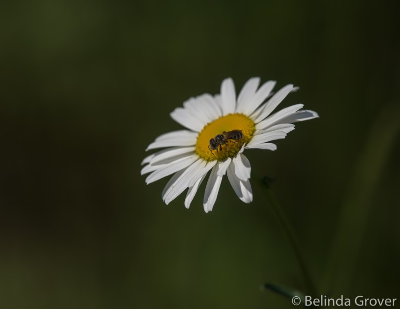 Daisies & friend