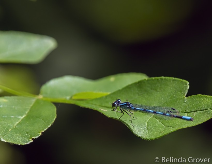 Damselflies
