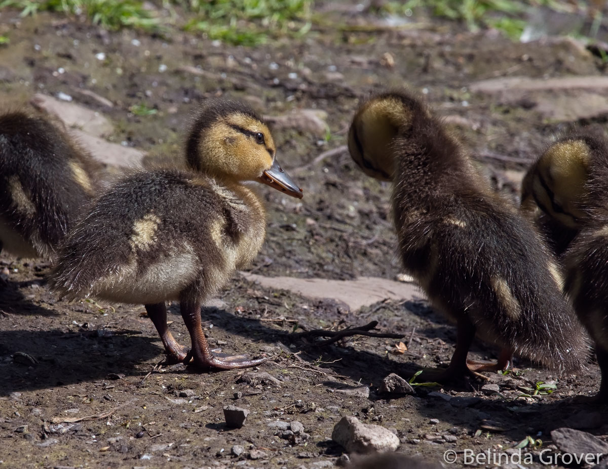 Ducklings-2