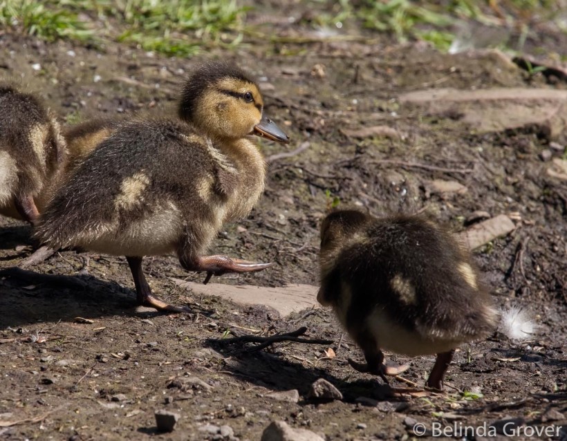 Ducklings
