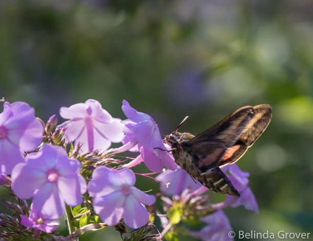 Hummingbird Moth-2