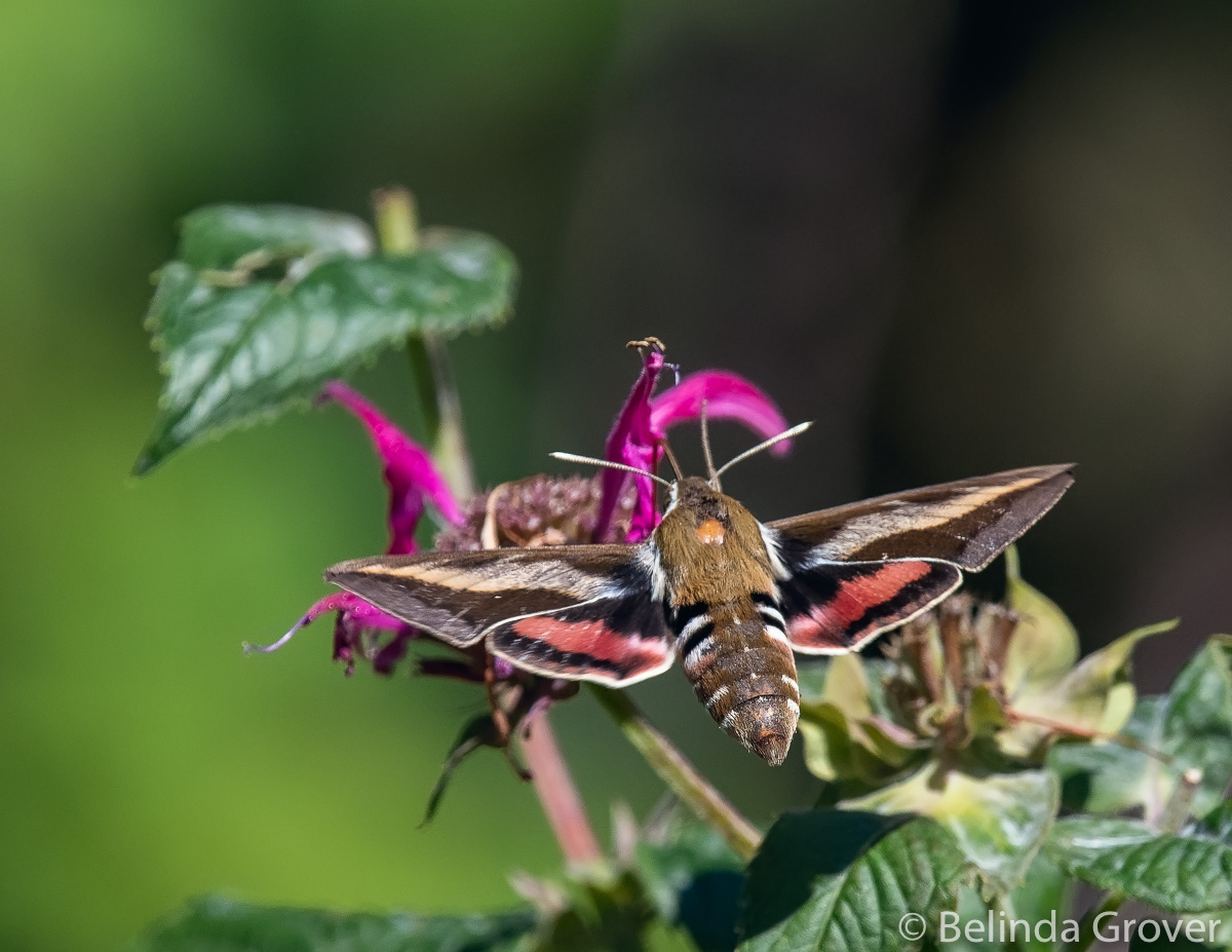 Hummingbird Moth