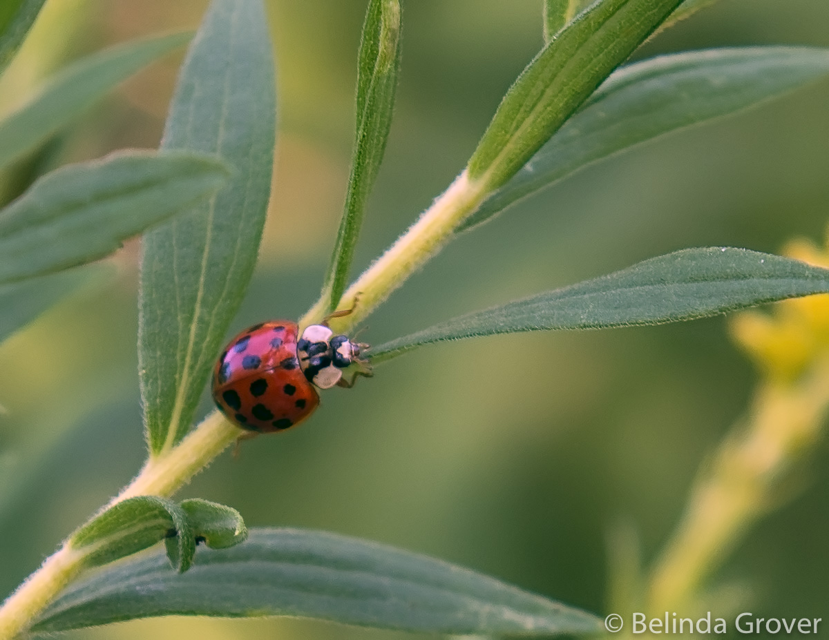 Lady Bug