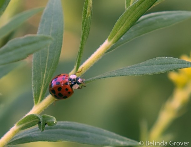 Lady Bug