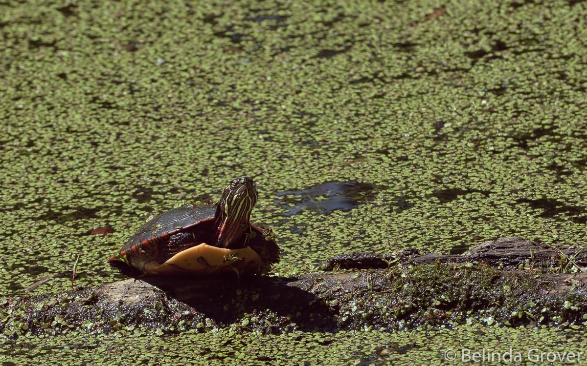 Painted Turtles-2