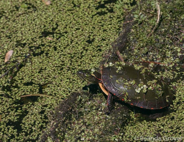 Painted Turtles