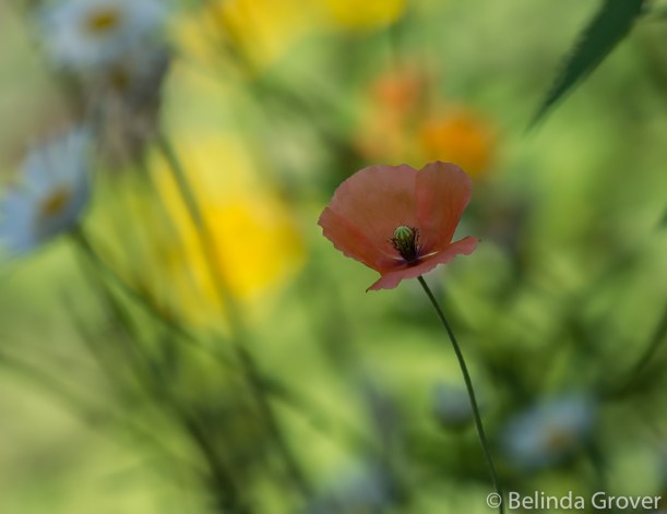 Poppies