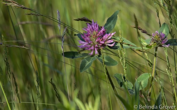 Wild Flowers-2