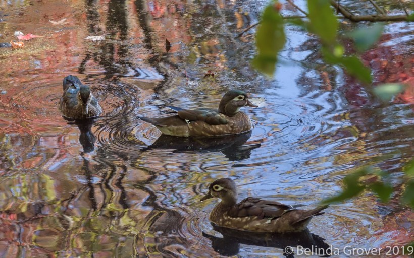 Wood ducks