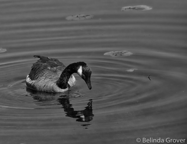 Canada Geese-2
