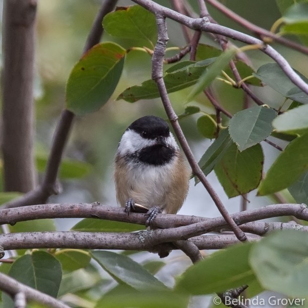 Chickadee