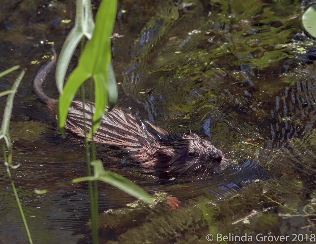 Muskrat