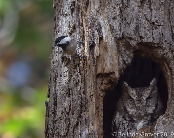 Owl and the Chickadee