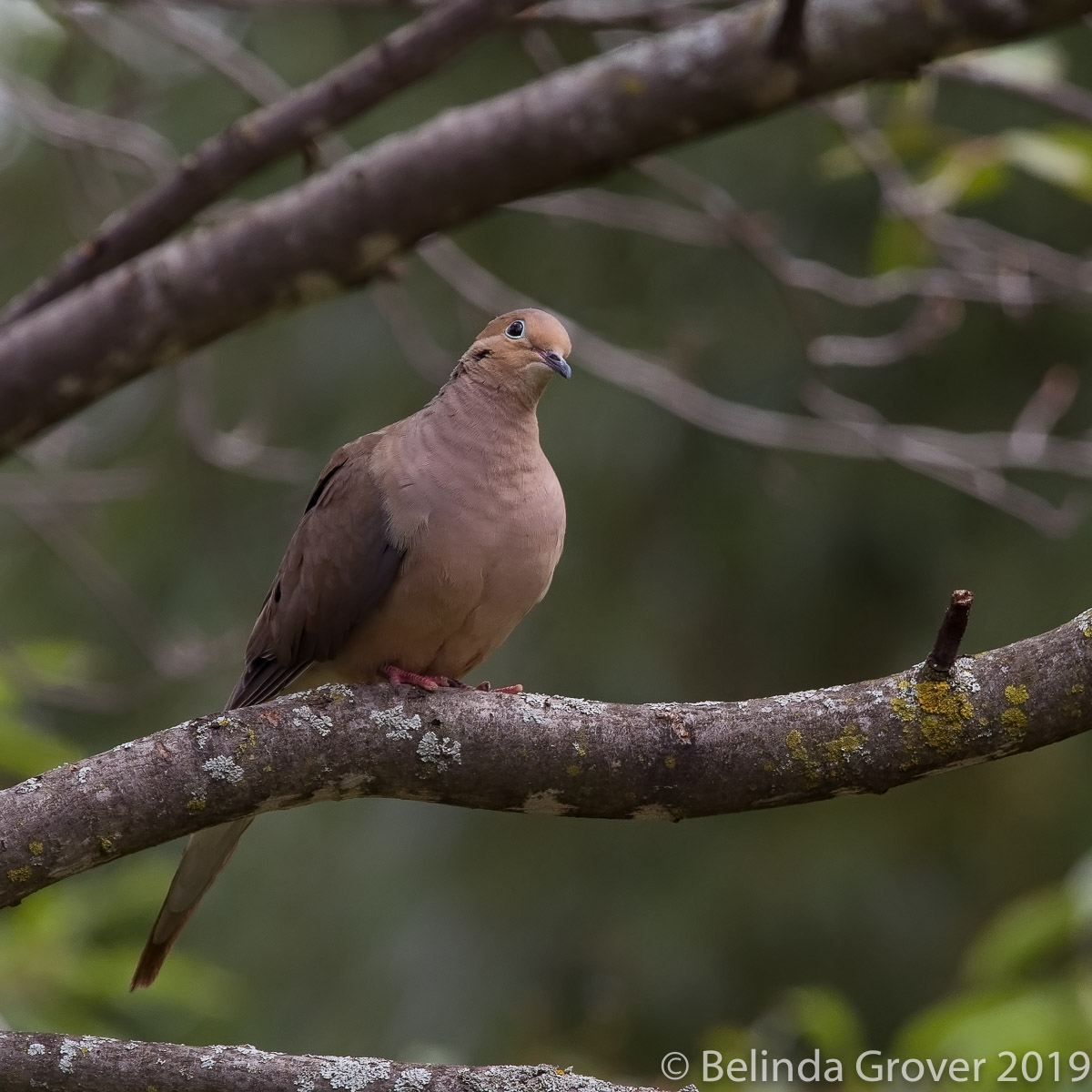 Mourning Dove