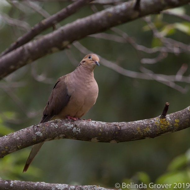 Mourning Dove