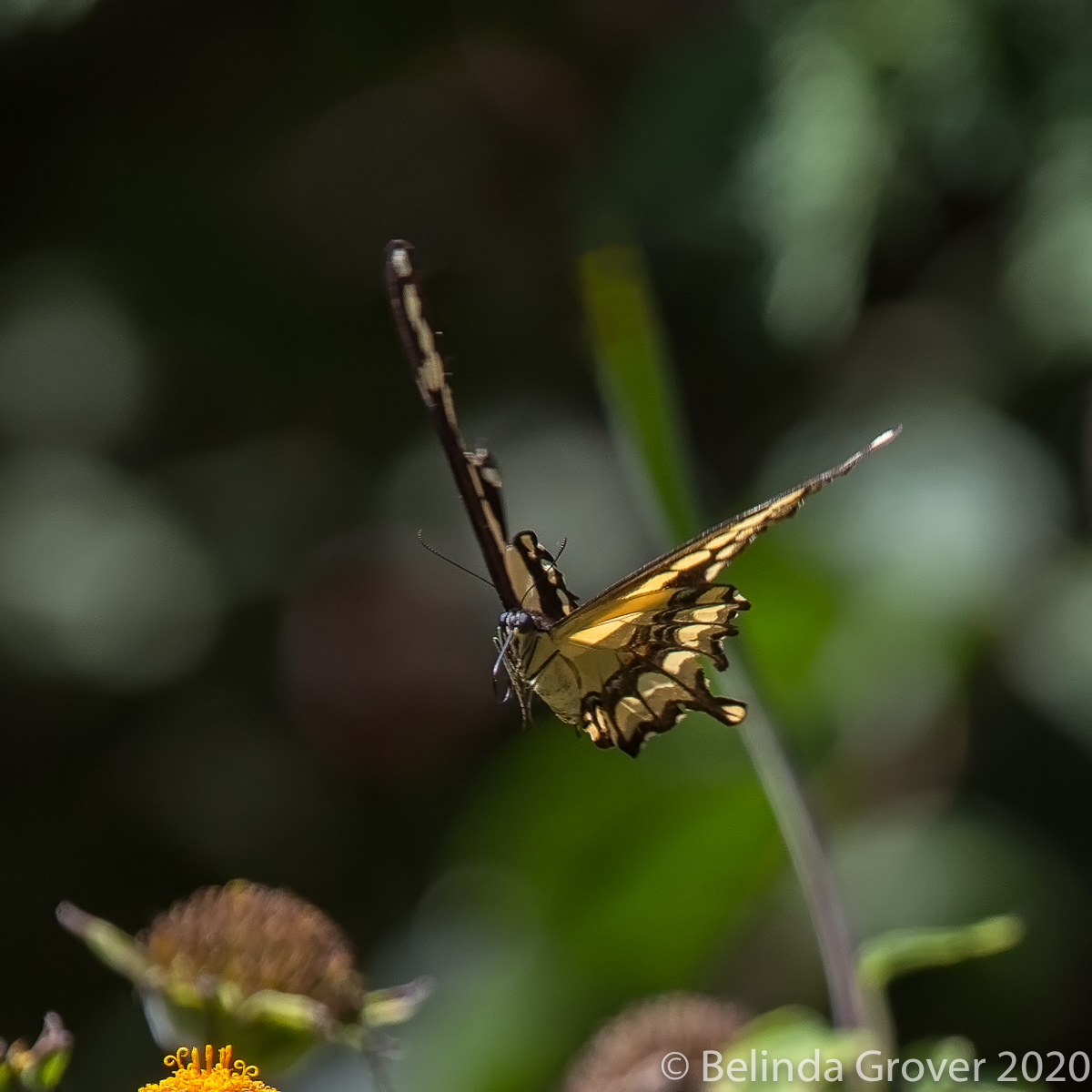 Swallowtail