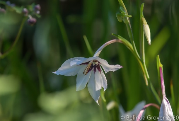 White flower