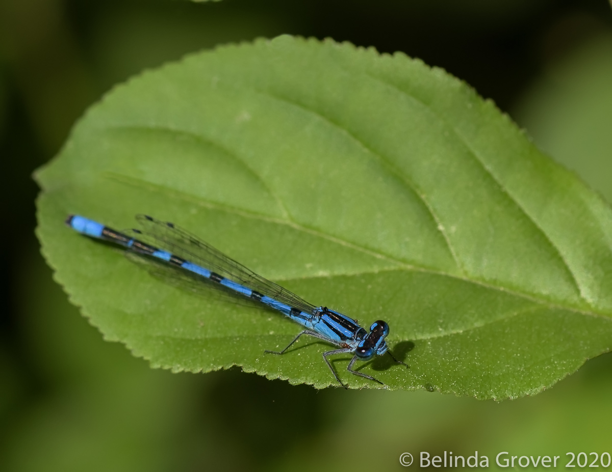 BLUE(T)S AND GREENS OF SUMMER | BELINDA GROVER PHOTOGRAPHY