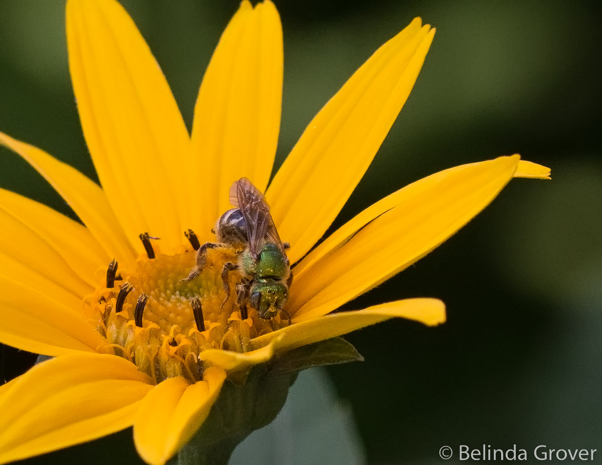 BEE CURIOUS | BELINDA GROVER PHOTOGRAPHY