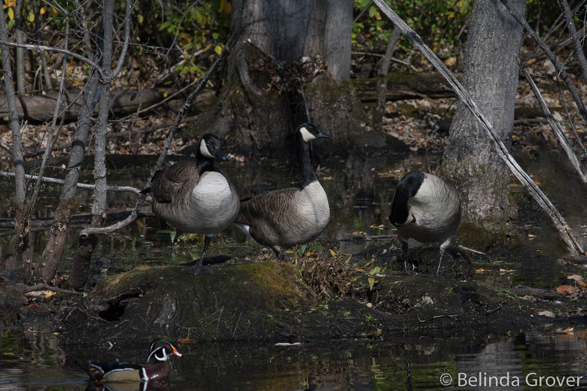 Geese Setting GEESE AND FRIEND | BELINDA GROVER PHOTOGRAPHY