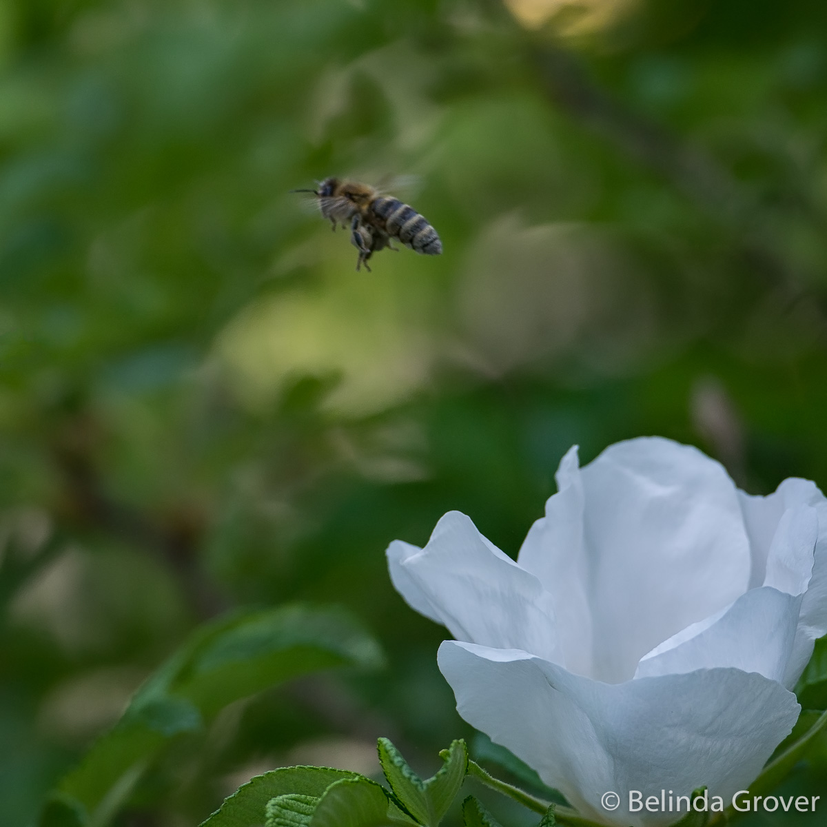 Real Roses And Bees BEE AND WILD ROSE SEASON | BELINDA GROVER PHOTOGRAPHY