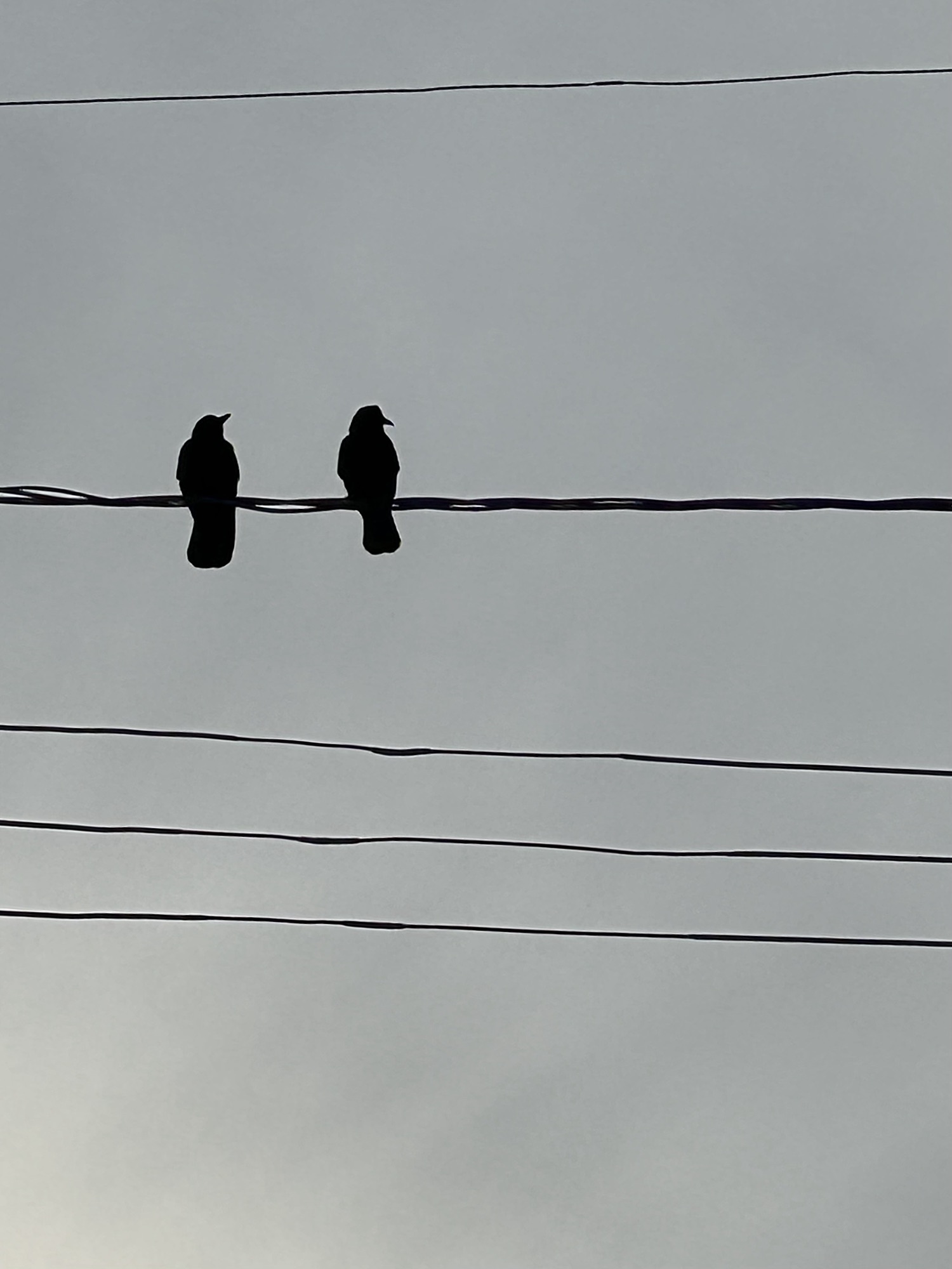 High Wire Act | BELINDA GROVER PHOTOGRAPHY